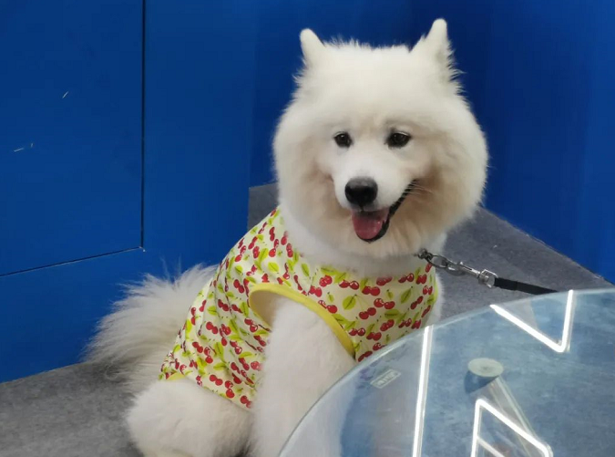 宠物展萌宠们各具神态 爆笑点多多 宠物展萌宠们各具神态 爆笑点多多